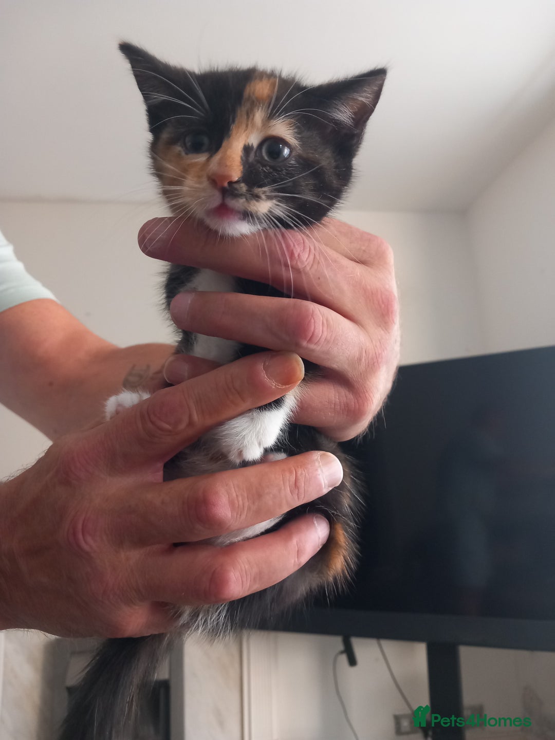 Mixed Breed cats for sale: 3 bengal half tabby.And 4 tabby half ragdol.  - Image 9