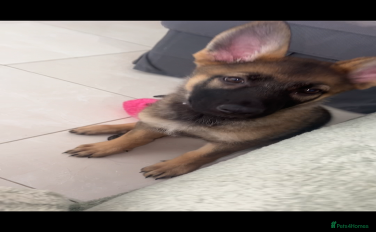German Shepherd dogs - Advert 3