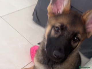 German Shepherd dogs - Advert 19