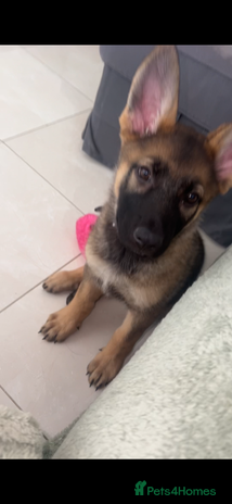 German Shepherd dogs - Advert 14