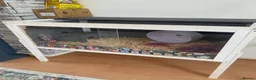 Hamster rodents for sale: Donate Hamster, Looking for a new home in Telford - Advert 9