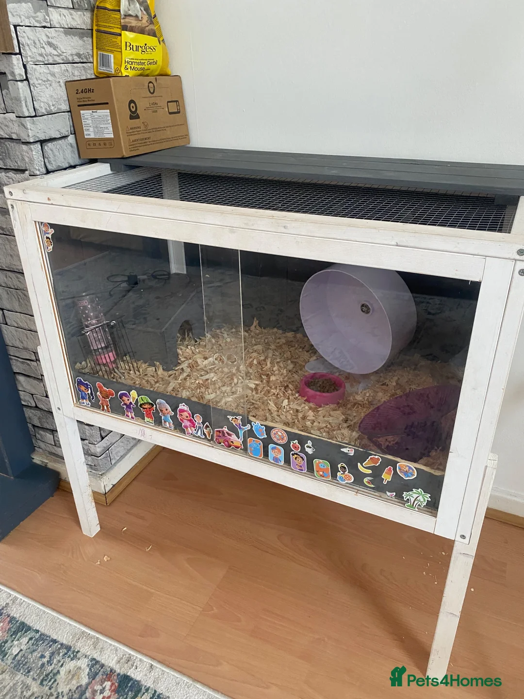 Hamster rodents for sale: Donate Hamster, Looking for a new home in Telford - Advert 9