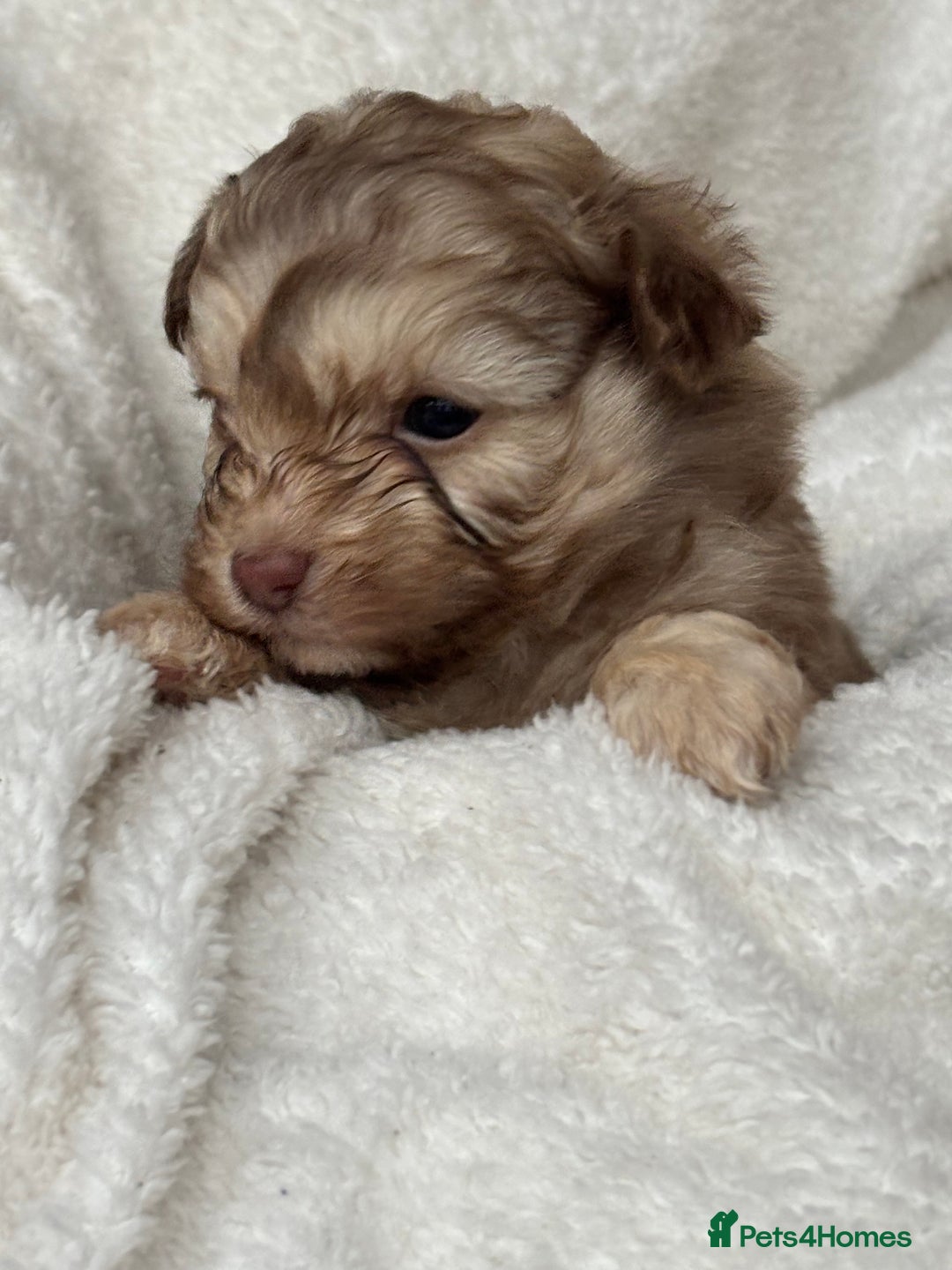 Pomapoo dogs for sale: Beautiful fluffy F1 pomapoo’s - Advert 4