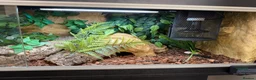 Python Snake reptiles for sale: Royal Python in Stafford - Advert 3