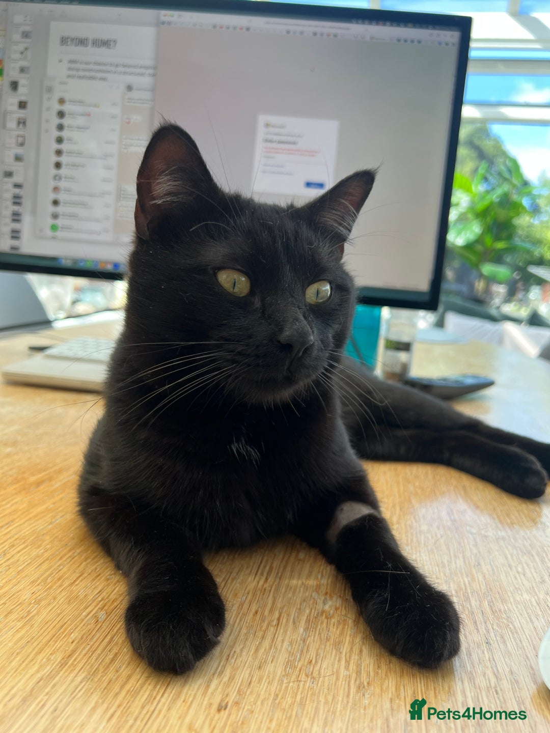 Mixed Breed cats for sale: Black Tom Cat  - Image 1