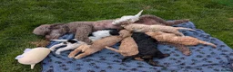 Goldendoodle dogs for sale: 🐾 Beautiful Standard Goldendoodle Puppies 🐾 - Advert 6