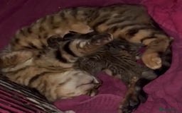 Bengal cats for sale: Stunning bengal x bsh kittens  - Image 2