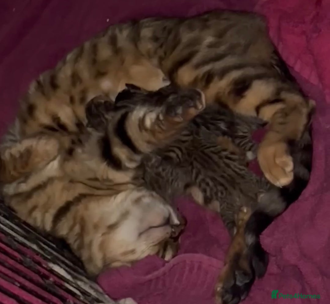 Bengal cats for sale: Stunning bengal x bsh kittens  - Image 2