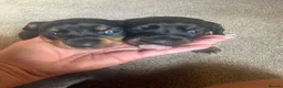 Miniature Dachshund dogs for sale: Beautiful Miniature Dachshund Puppies 🐾❤️ - Advert 12