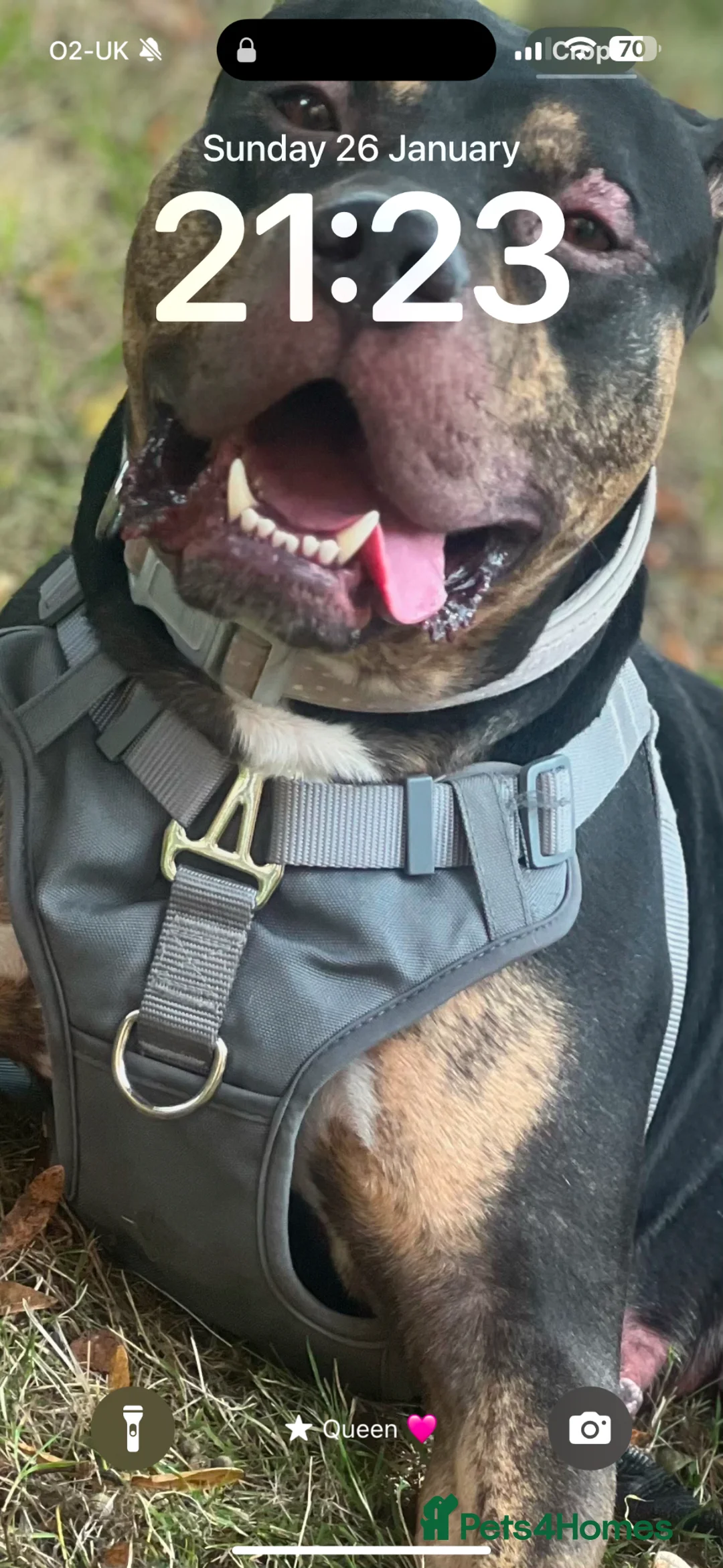 Mixed Breed dogs for sale: My name boss in Portsmouth - Advert 5