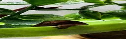 Gecko reptiles for sale: Lily White Phantom Crested Geckos  in Hook - Advert 1