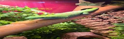 Gecko reptiles for sale: Male Madagascan giant day gecko in Liverpool - Advert 6