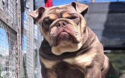 English Bulldog dogs for sale: Pedigree English bulldogs top-lines (7 weeks old)  - Image 19