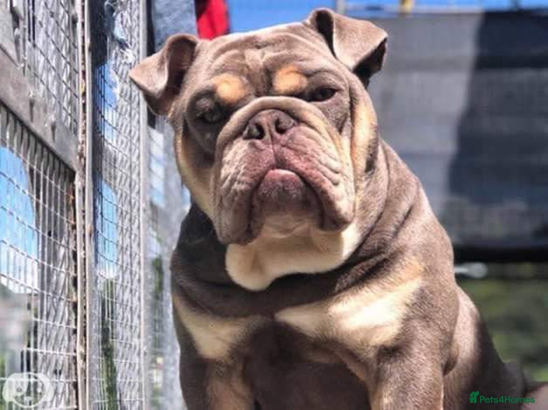 English Bulldog dogs for sale: Pedigree English bulldogs top-lines (7 weeks old)  - Image 19