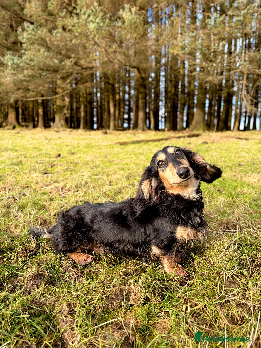 Miniature Dachshund dogs for stud: KC Registered - Health Tested - Proven Stud Dog 🏅 - Advert 5