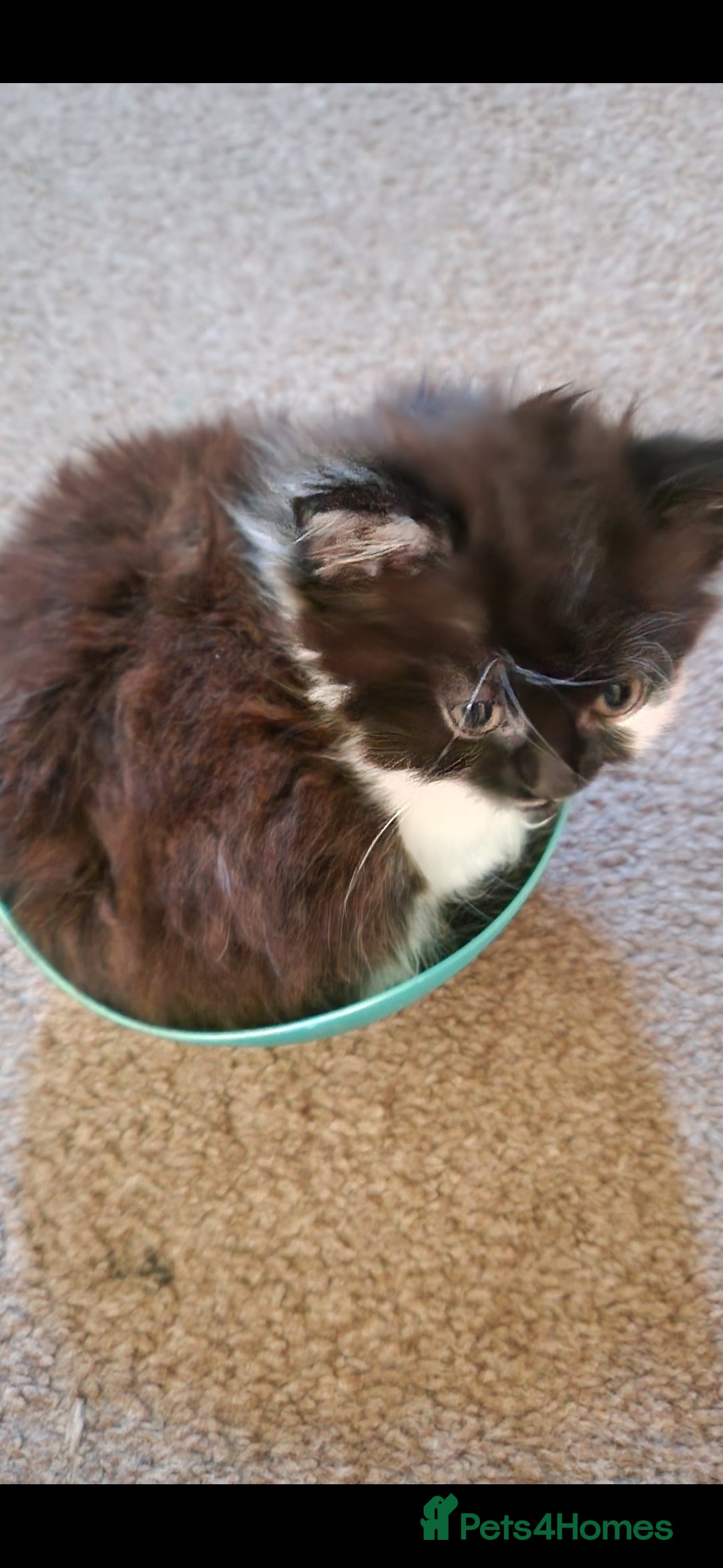 Mixed Breed cats for sale: Beautiful gentle female kitten  - Advert 1