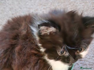 Mixed Breed cats Beautiful gentle female kitten - Advert 1