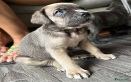 Cane Corso dogs for sale: Purebred Cane Corso puppies  - Image 22