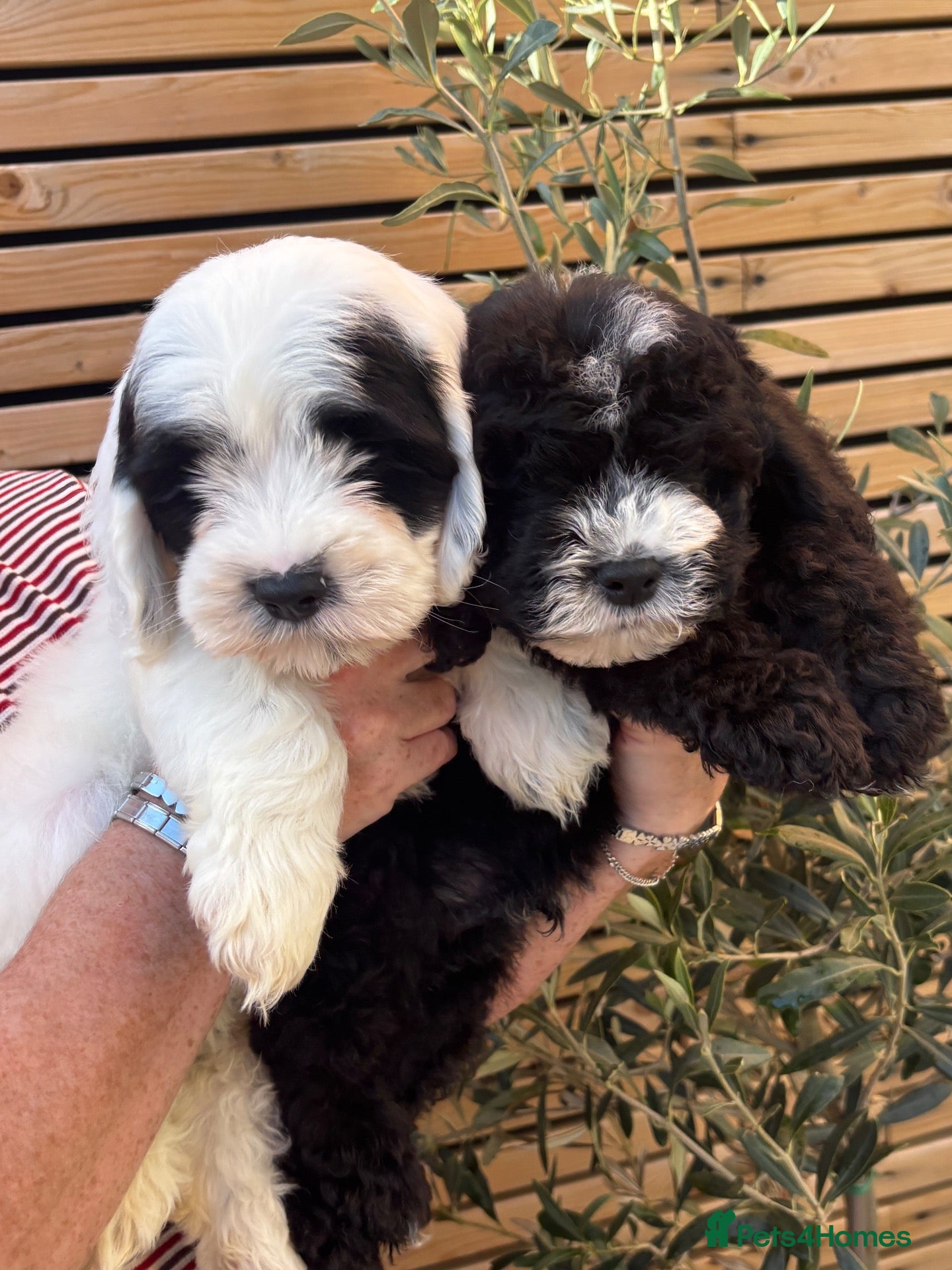 Sheepadoodle dogs Miniature Sheepadoodles - Advert 21