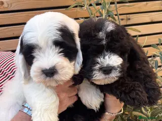 Sheepadoodle dogs Miniature Sheepadoodles - Advert 21