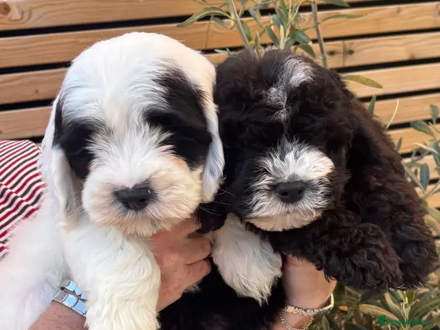 Sheepadoodle dogs Miniature Sheepadoodles - Advert 2