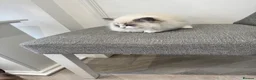 Ragdoll cats for sale: Chunky fluffy babies Available. - Advert 3