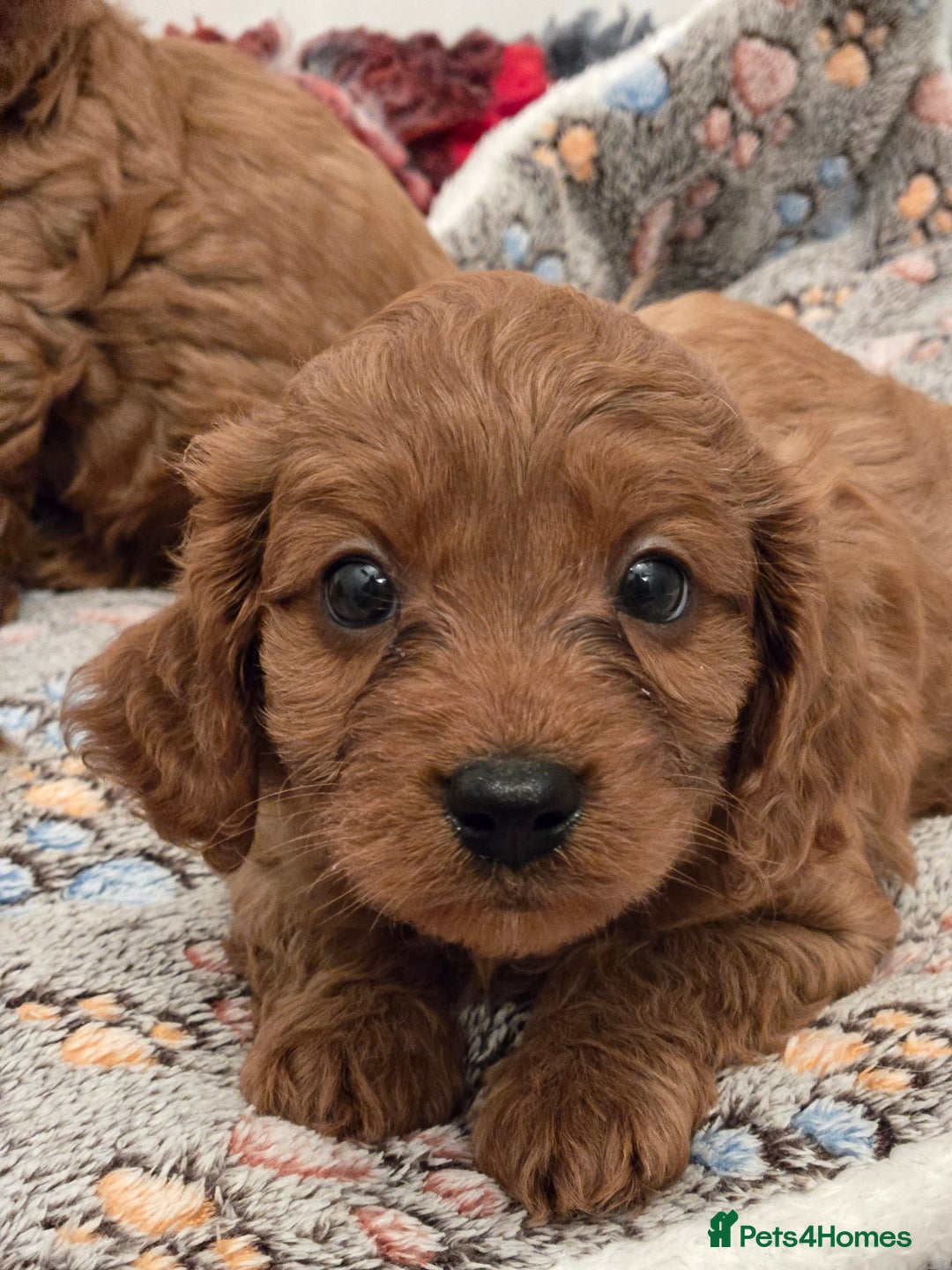 Cavapoo dogs for sale: Gorgeous Red Cavapoo Puppies - Advert 14