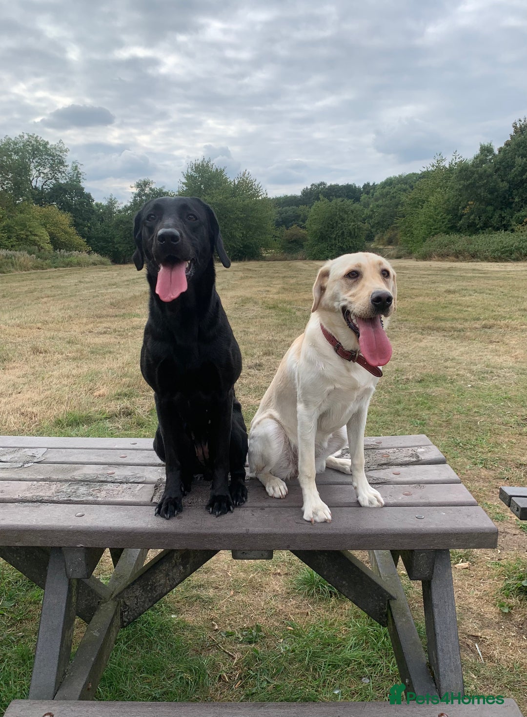 Labrador Retriever dogs for sale: Beautiful black lab for rehoming - Advert 8