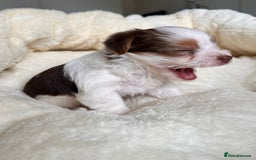 Yorkshire Terrier dogs for sale: DNA tested parents - Yorkie puppies  - Image 28