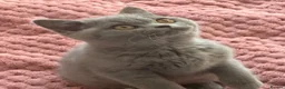 British Shorthair cats for sale: Gccf registered kittens  - Advert 29