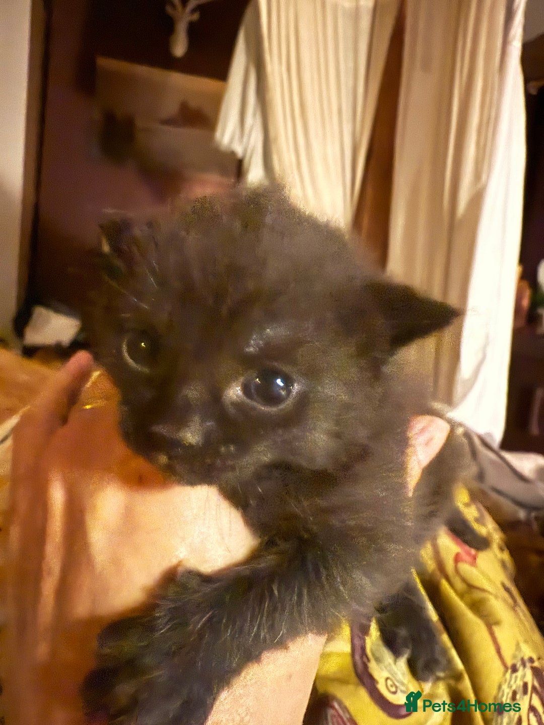 Mixed Breed cats for sale: Kittens - Image 3