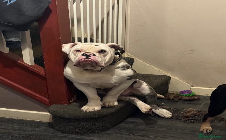 Dorset Olde Tyme Bulldogge dogs - Advert 1