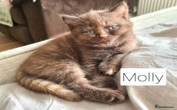 British Shorthair cats for sale: Beautiful British shorthair kittens - Image 13