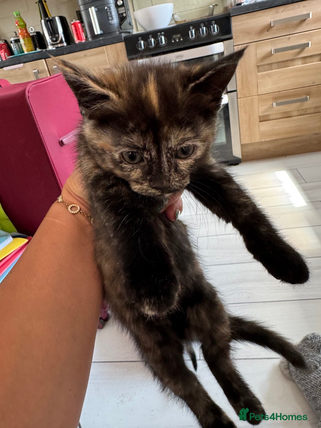 Mixed Breed cats for sale: Gorgeous Ragdoll Mix Kittens Ready for Loving Home - Image 7