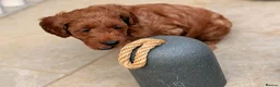 Cockapoo dogs for sale: Stunning Cockapoo Puppies — Homes for Life Only in Banbury - Advert 24