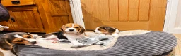 Beagle dogs for sale: KC registered and DNA health tested - Advert 4