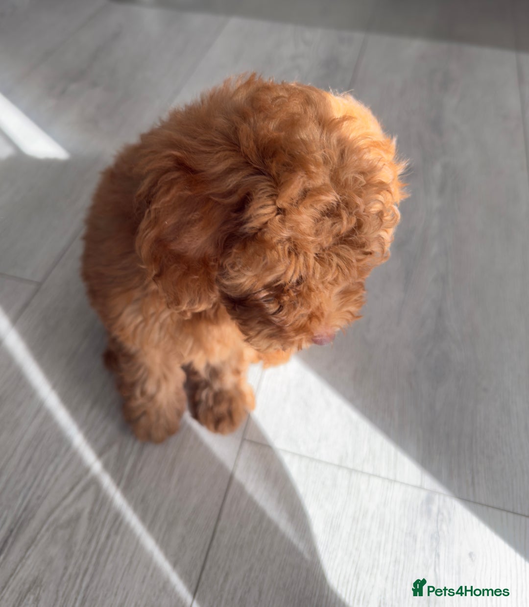 Cockapoo dogs for sale: Baby K  - Image 3