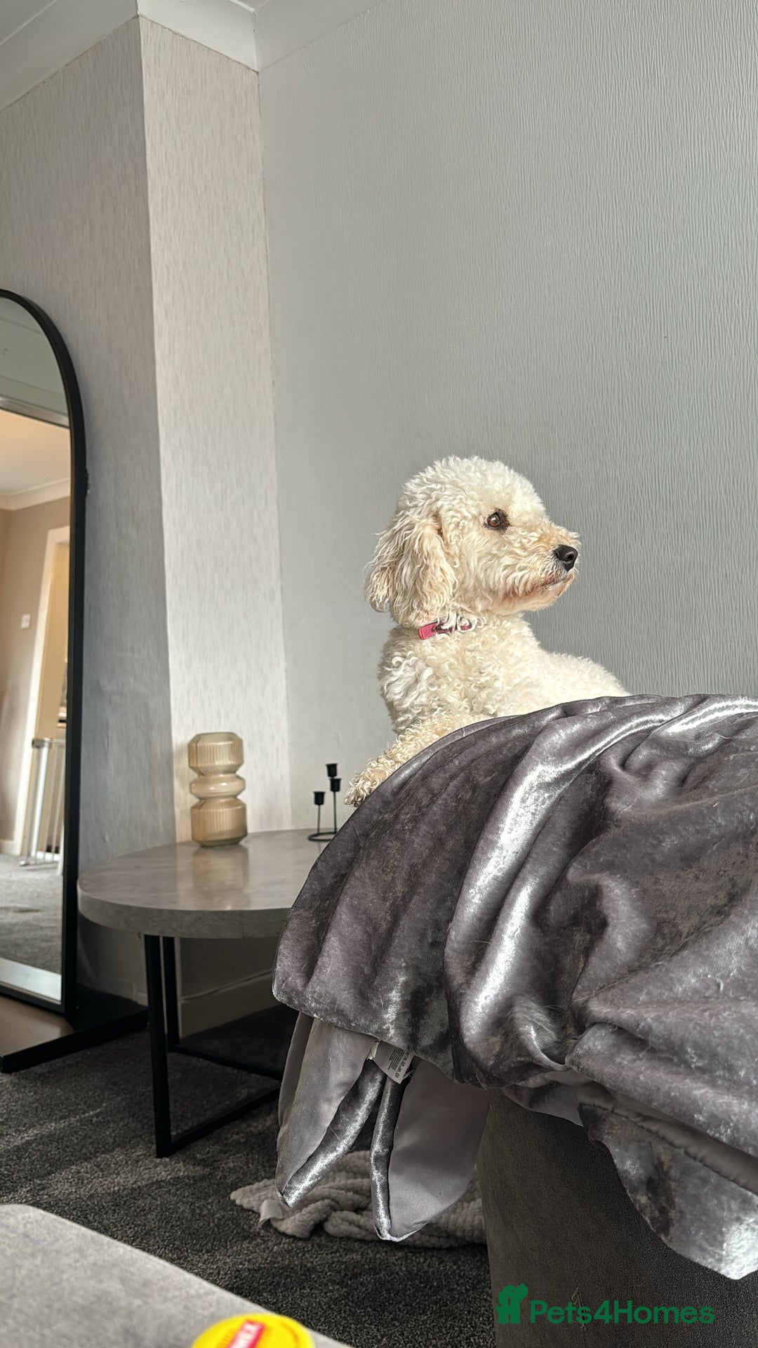 Mixed Breed dogs for sale: Rehoming Cavapoochon - Image 7