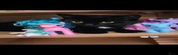 Mixed Breed cats for sale: Beautiful black cat - Advert 5