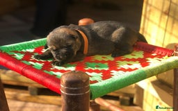 German Shepherd dogs for sale: KC Registered German Shepards Puppies  - Image 7