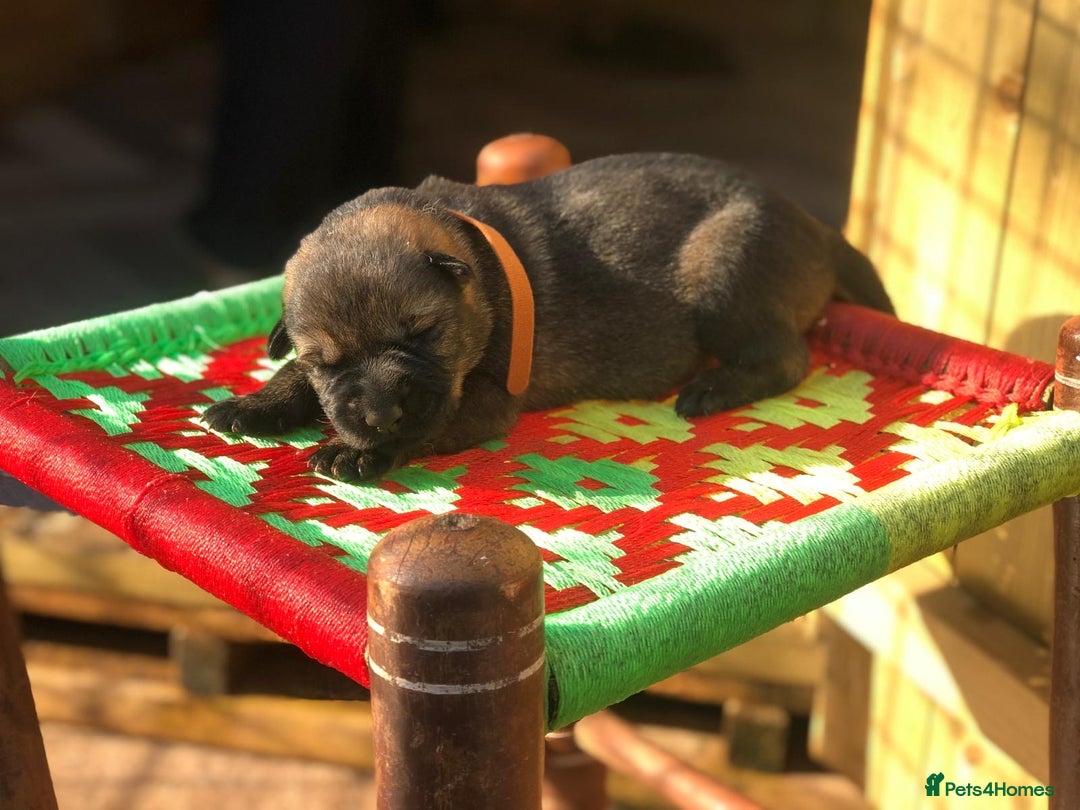 German Shepherd dogs for sale: KC Registered German Shepards Puppies  - Image 7