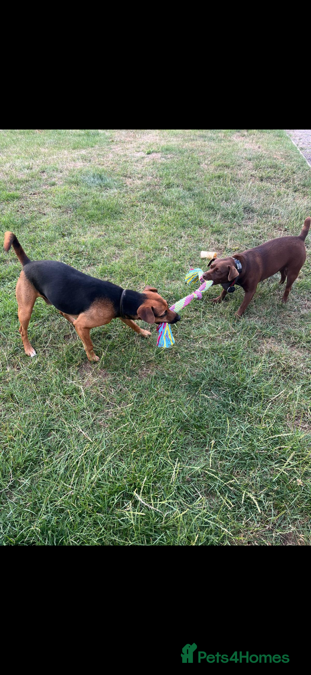 Patterdale Terrier dogs for sale: Beautiful black (Male) Patterdale puppy for sale - Advert 5
