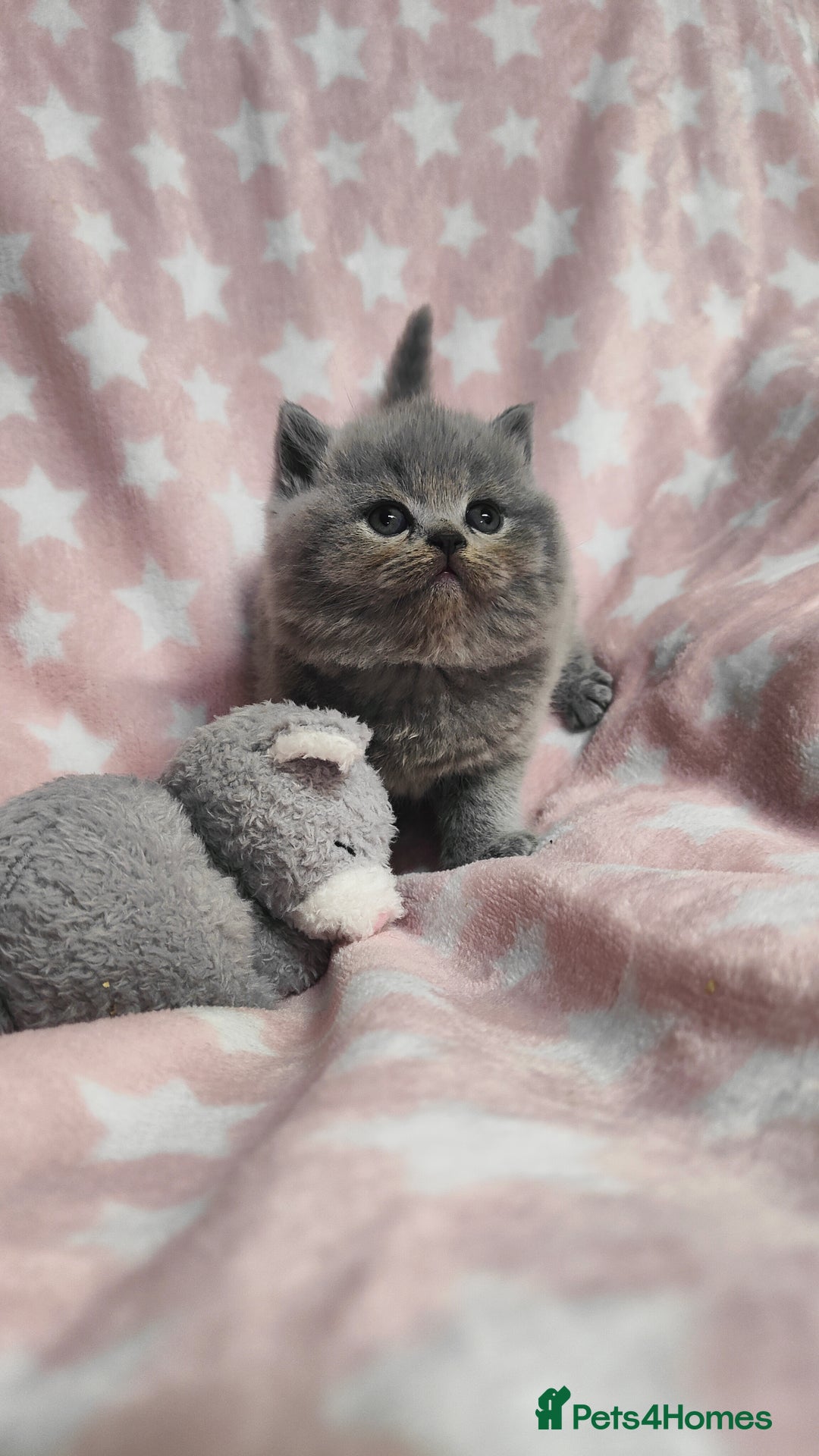 British Shorthair cats for sale: GCCF Registered Chunky British Shorthair Kittens  - Advert 17