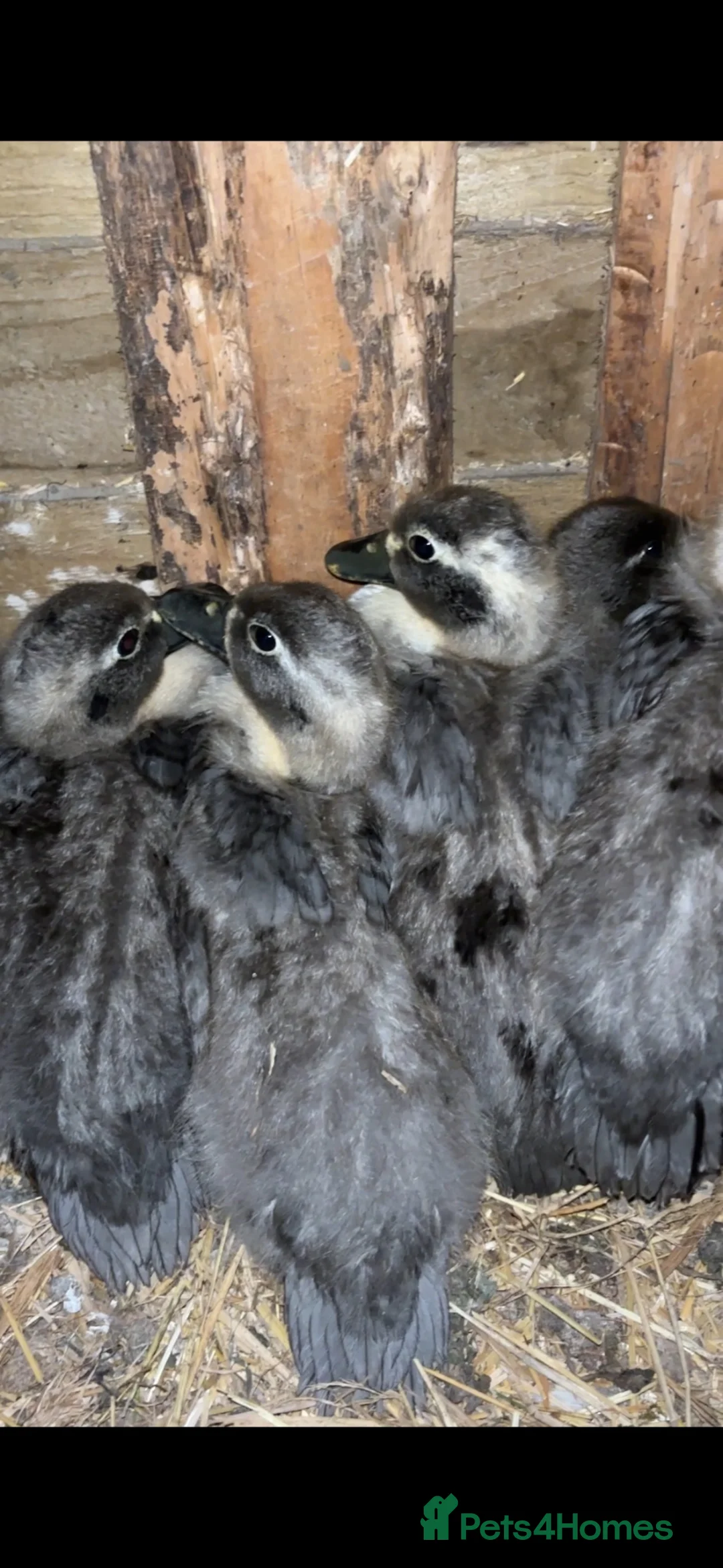 Ducks poultry for sale: Call Ducklings - 6 weeks old ready now - Advert 3