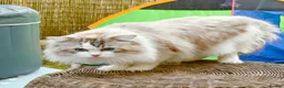 Ragdoll cats for sale: Valentino 🩵 – for breeding/showing or as a pet. - Advert 4