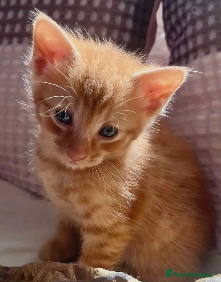 Mixed Breed cats for sale: Cute ginger kitten  (8 weeks old) - Advert 14