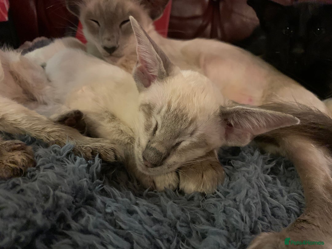 Siamese cats for sale: Blue tabby point and cinnamon tabby point boys - Image 12