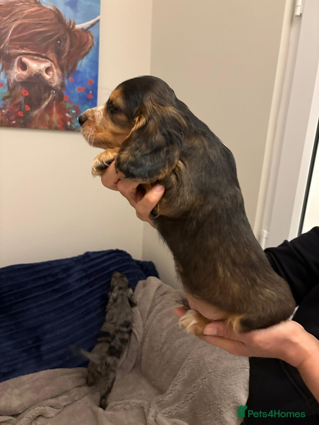 Cocker Spaniel dogs for sale: Show type KC and DNA health tested parents  - Advert 3