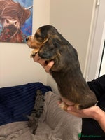 Cocker Spaniel dogs Show type KC and DNA health tested parents - Advert 5