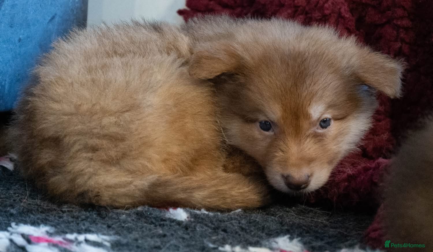 Saarloos Wolfdog dogs Extensively Health Tested Wolfdog Puppies - Advert 1